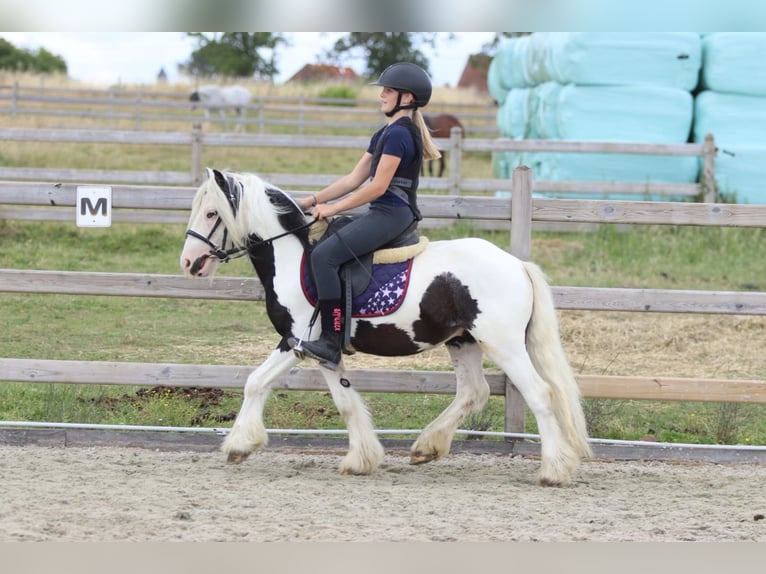 Tinker Caballo castrado 5 años 120 cm Pío in Pepingen
