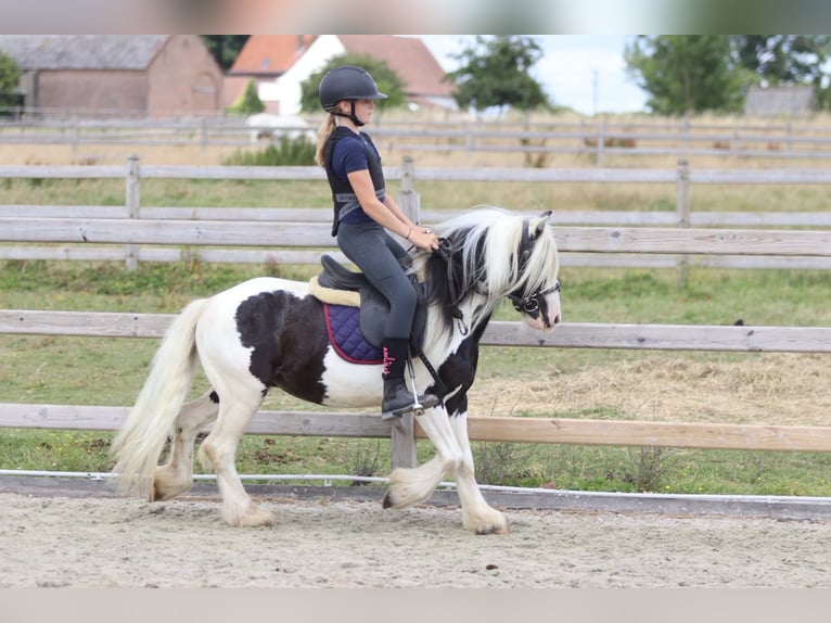 Tinker Caballo castrado 5 años 120 cm Pío in Pepingen