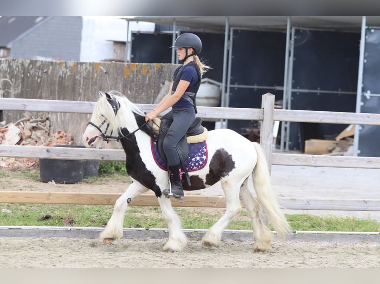 Tinker Caballo castrado 5 años 120 cm Pío in Pepingen