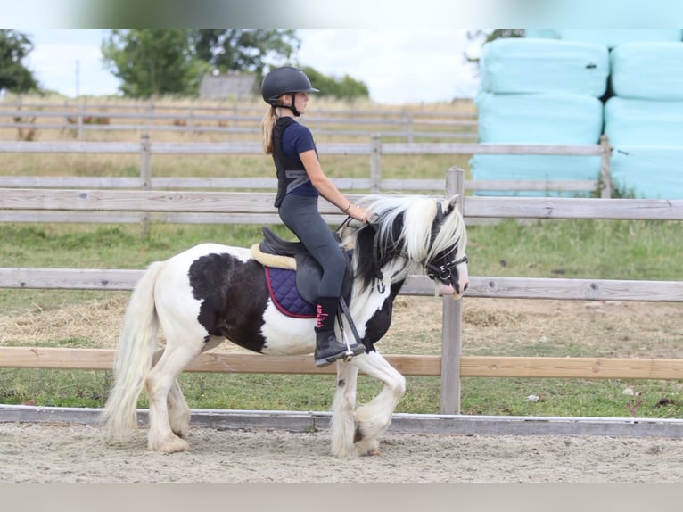 Tinker Caballo castrado 5 años 120 cm Pío in Pepingen