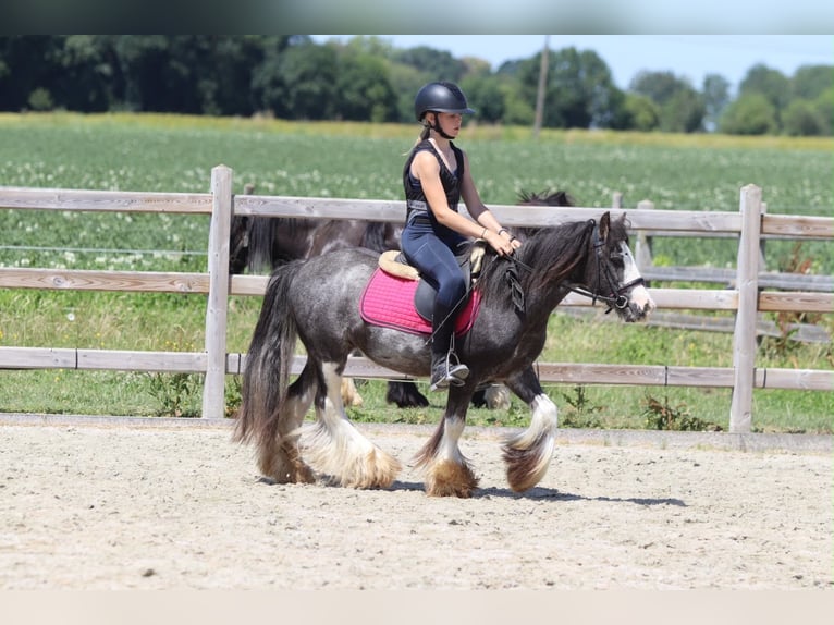 Tinker Caballo castrado 5 años 120 cm Ruano azulado in Pepingen
