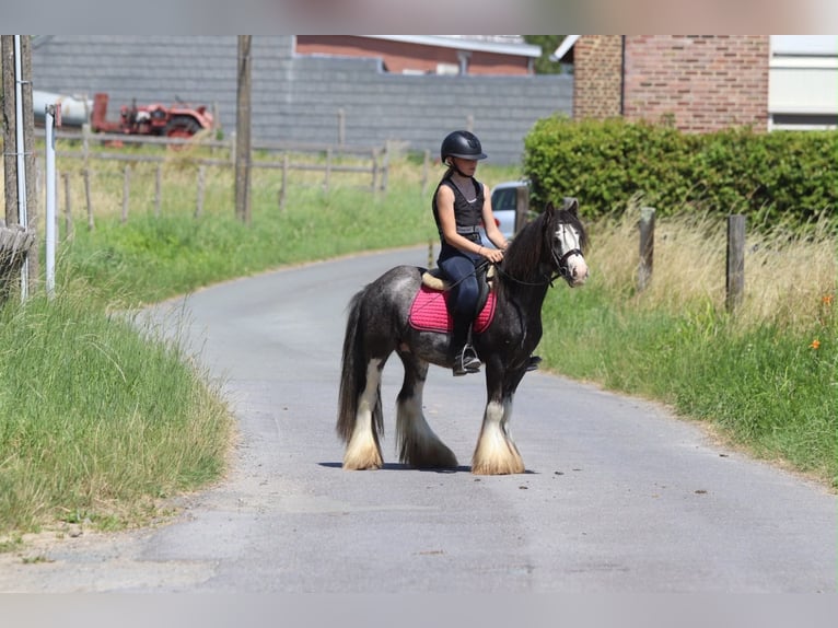 Tinker Caballo castrado 5 años 120 cm Ruano azulado in Pepingen