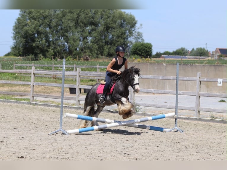 Tinker Caballo castrado 5 años 120 cm Ruano azulado in Pepingen