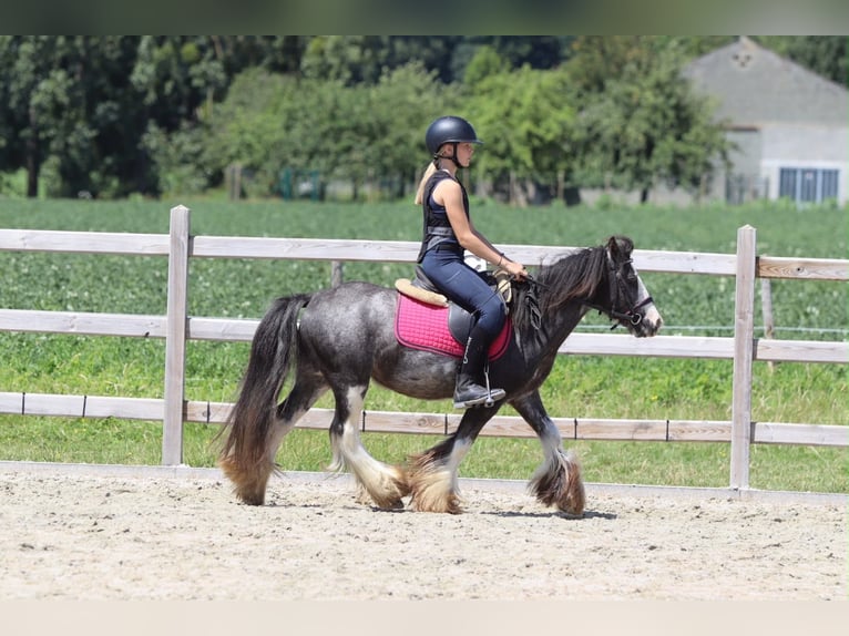 Tinker Caballo castrado 5 años 120 cm Ruano azulado in Pepingen