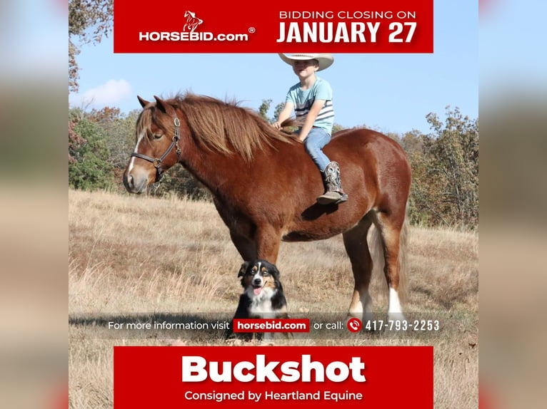 Tinker Mestizo Caballo castrado 5 años 122 cm Alazán rojizo in Mount Vernon, MO