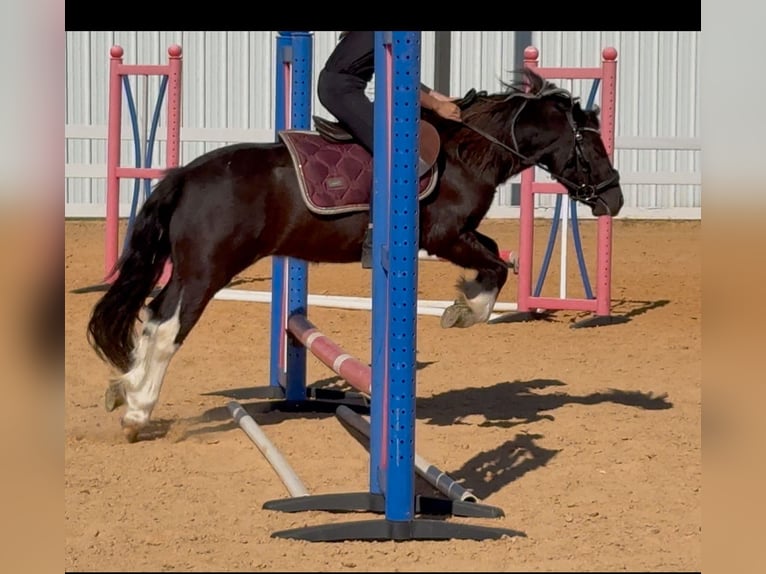Tinker Mestizo Caballo castrado 5 años 122 cm Pío in Weatherford