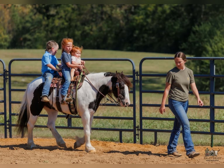 Tinker Caballo castrado 5 años 124 cm Pío in Auburn