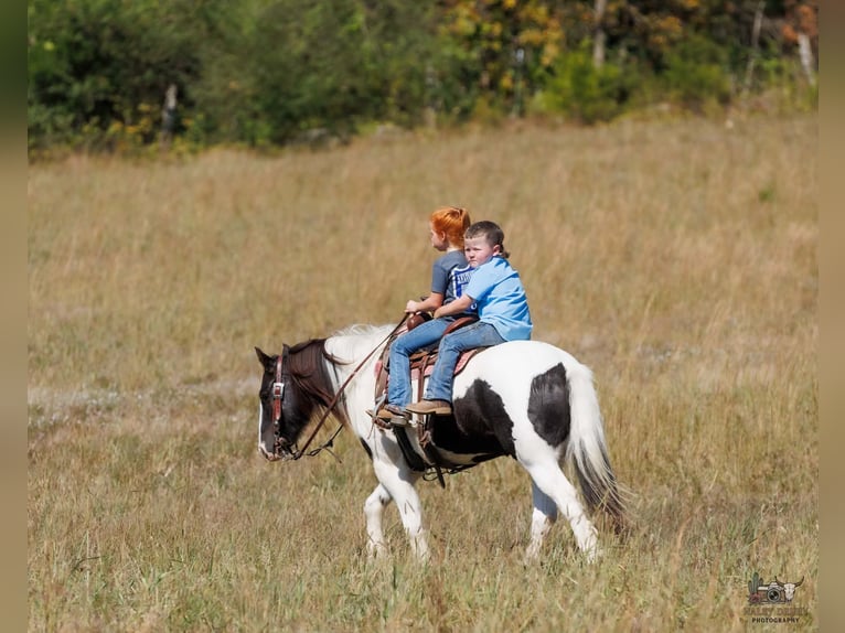 Tinker Caballo castrado 5 años 124 cm Pío in Auburn
