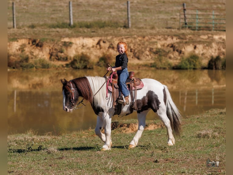 Tinker Caballo castrado 5 años 124 cm Pío in Auburn