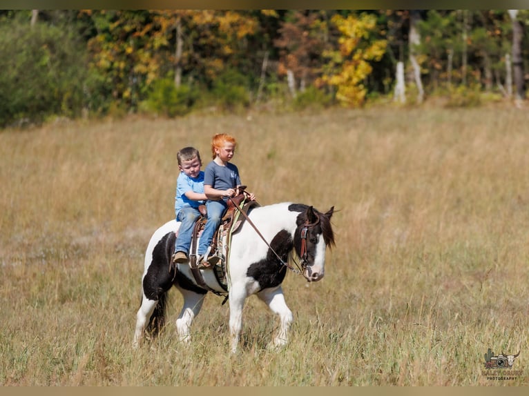Tinker Caballo castrado 5 años 124 cm Pío in Auburn
