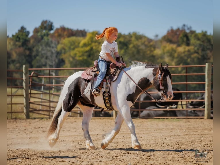 Tinker Caballo castrado 5 años 124 cm Pío in Auburn