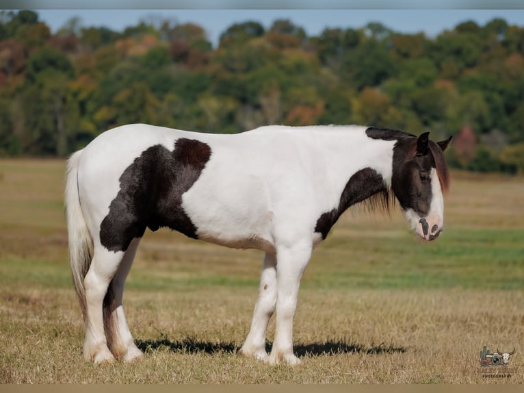 Tinker Caballo castrado 5 años 124 cm Pío in Auburn