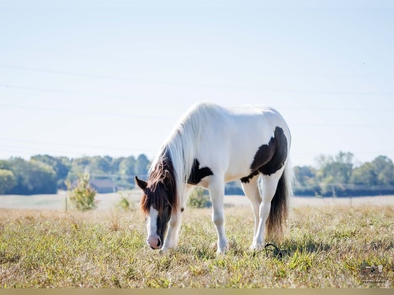 Tinker Caballo castrado 5 años 124 cm Pío in Auburn