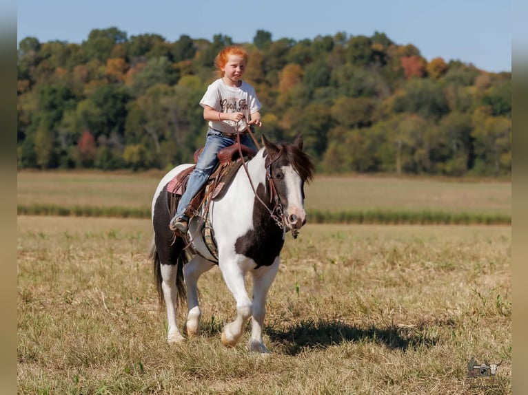 Tinker Caballo castrado 5 años 124 cm Pío in Auburn