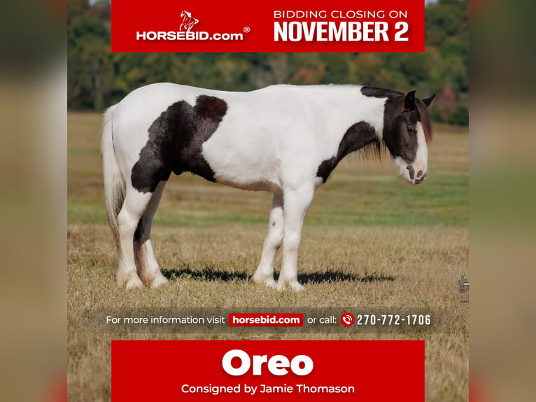 Tinker Caballo castrado 5 años 124 cm Pío in Auburn