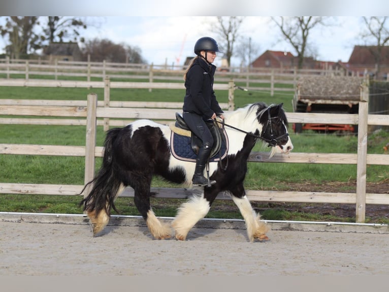 Tinker Caballo castrado 5 años 125 cm Pío in Pepingen