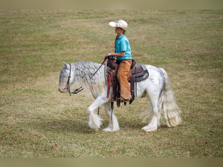 Tinker Caballo castrado 5 años 127 cm Sabino in Bloomburg