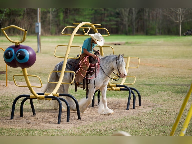 Tinker Caballo castrado 5 años 127 cm Sabino in Bloomburg