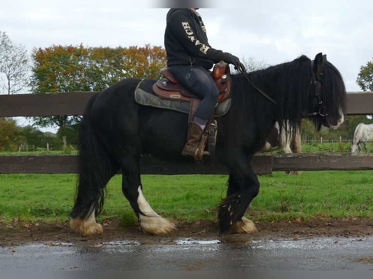 Tinker Caballo castrado 5 años 133 cm Negro in Lathen