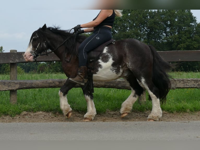 Tinker Caballo castrado 5 años 133 cm Pío in Lathen