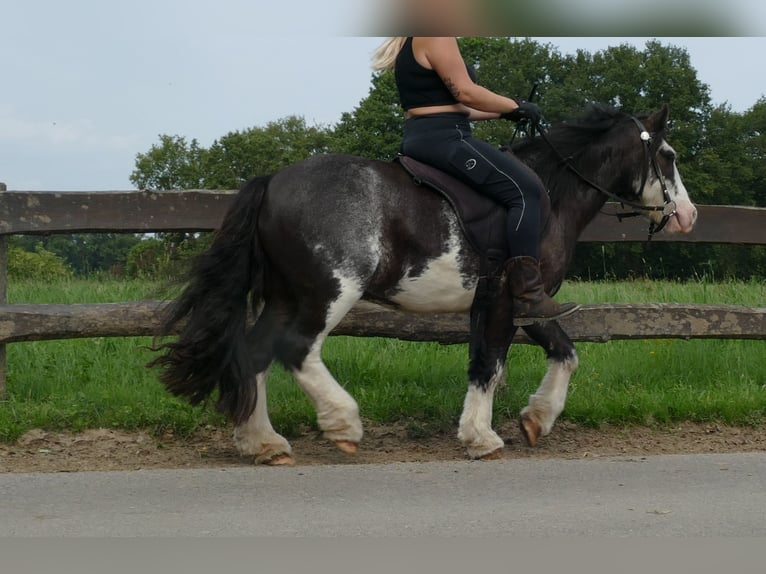 Tinker Caballo castrado 5 años 133 cm Pío in Lathen