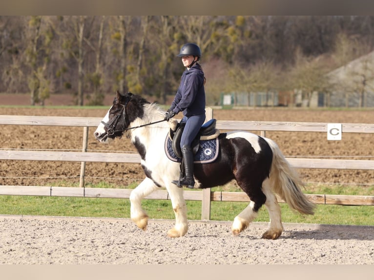 Tinker Caballo castrado 5 años 135 cm Pío in Pepingen