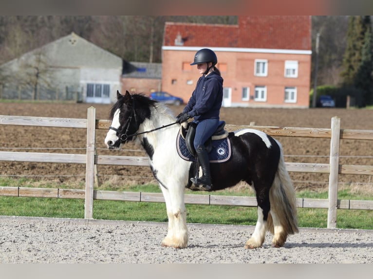Tinker Caballo castrado 5 años 135 cm Pío in Pepingen
