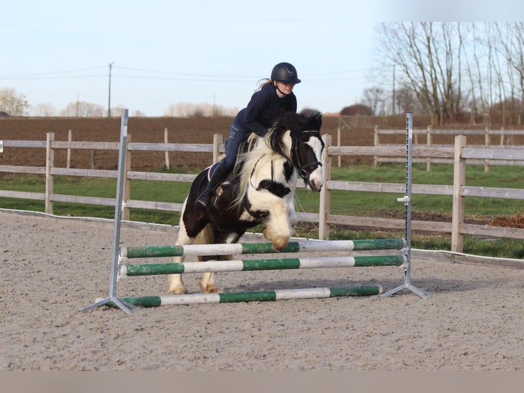 Tinker Caballo castrado 5 años 135 cm Pío in Pepingen