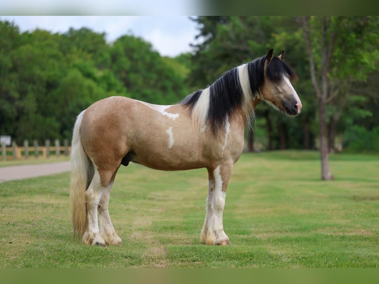 Tinker Caballo castrado 5 años 135 cm Tobiano-todas las-capas in Forney