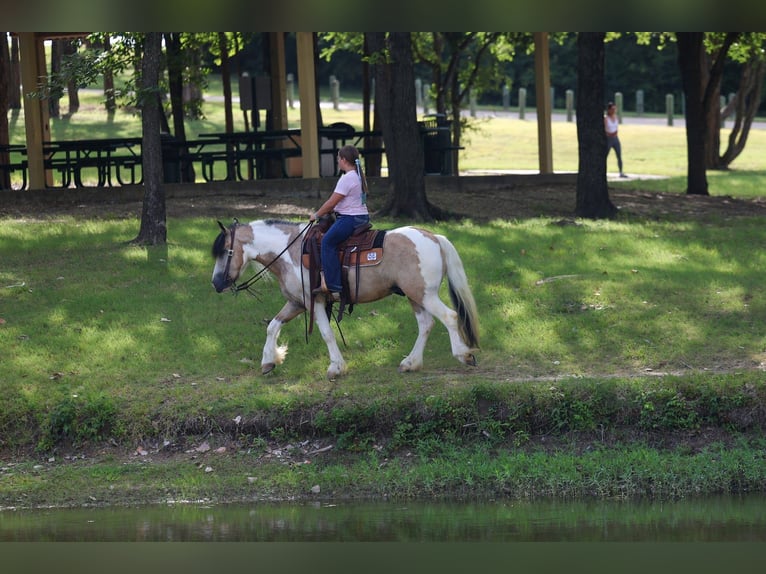 Tinker Caballo castrado 5 años 135 cm Tobiano-todas las-capas in Forney