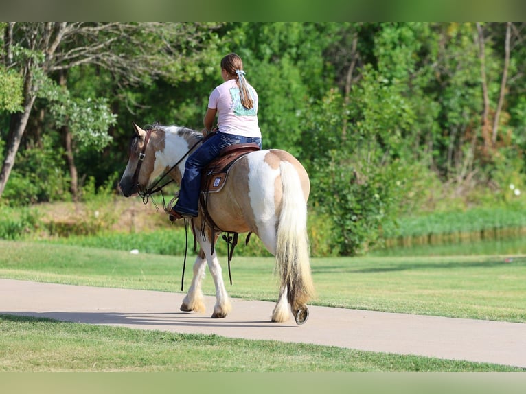 Tinker Caballo castrado 5 años 135 cm Tobiano-todas las-capas in Forney