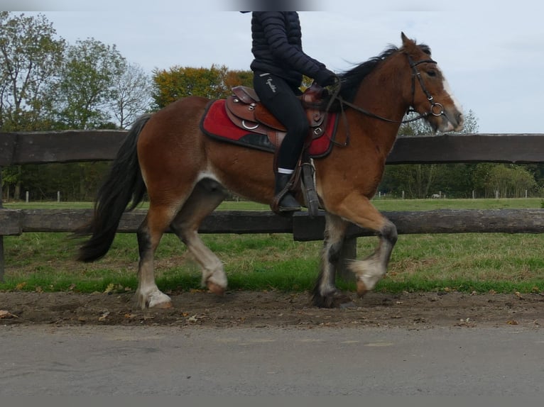 Tinker Caballo castrado 5 años 138 cm Castaño in Lathen