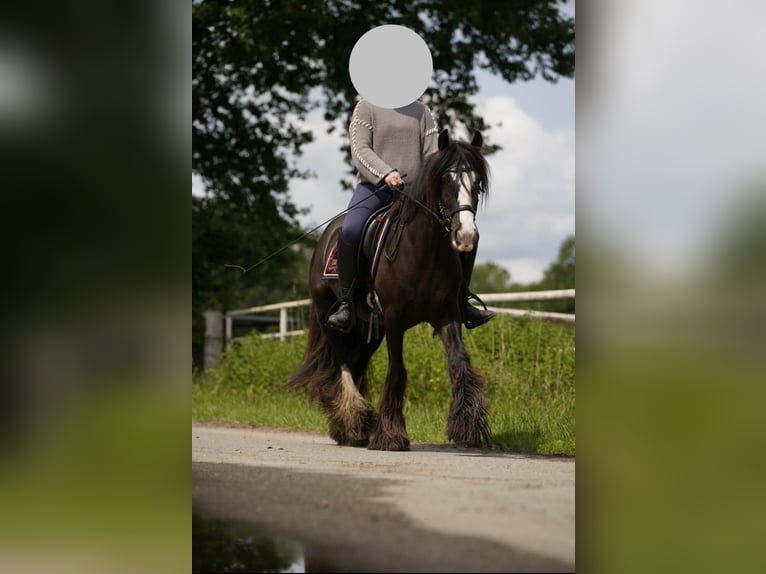 Tinker Caballo castrado 5 años 140 cm Morcillo in Norderstedt