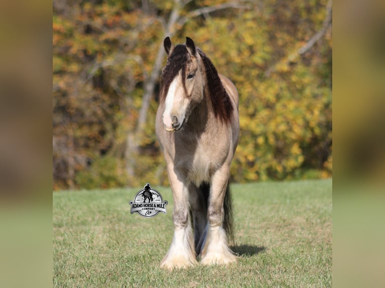 Tinker Caballo castrado 5 años 142 cm Buckskin/Bayo in Mount Vernon