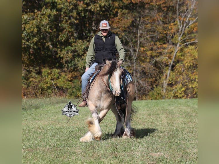 Tinker Caballo castrado 5 años 142 cm Buckskin/Bayo in Mount Vernon
