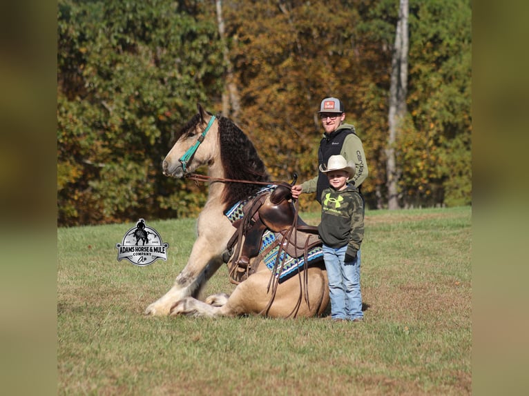 Tinker Caballo castrado 5 años 142 cm Buckskin/Bayo in Mount Vernon