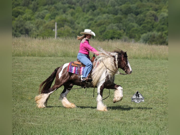 Tinker Caballo castrado 5 años 142 cm Champán in Mount Vernon