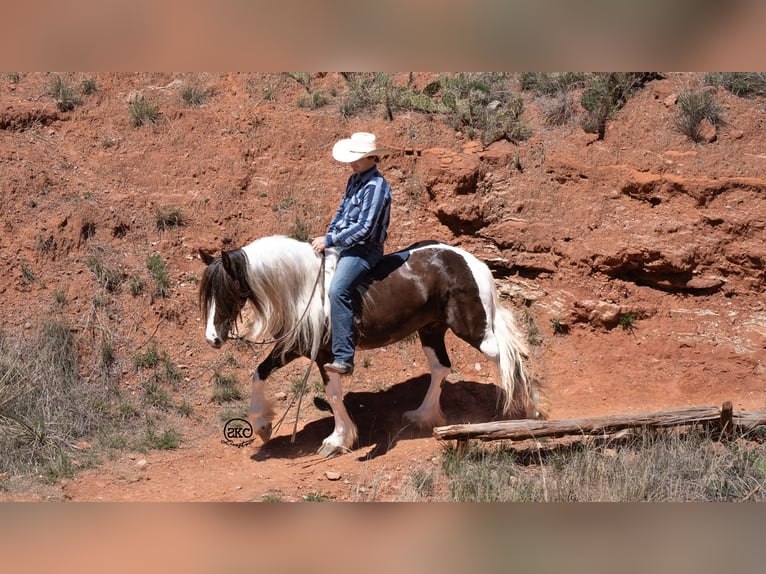 Tinker Caballo castrado 5 años 142 cm Negro in Canyon