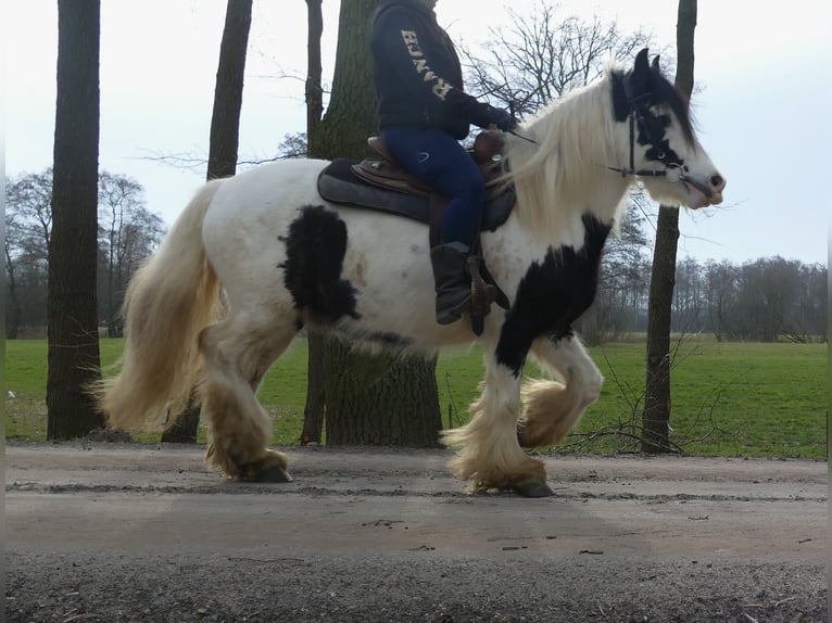 Tinker Caballo castrado 5 años 142 cm Pío in Lathen
