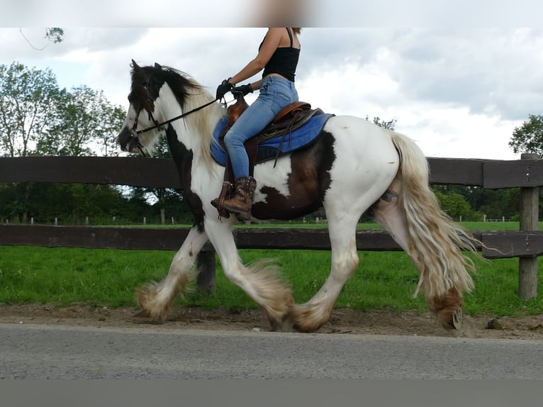 Tinker Caballo castrado 5 años 142 cm Pío in Lathen