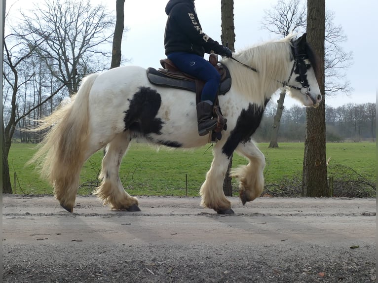 Tinker Caballo castrado 5 años 142 cm Pío in Lathen