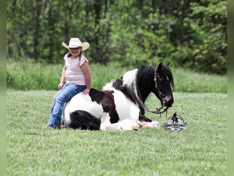 Tinker Caballo castrado 5 años 142 cm Tobiano-todas las-capas in Mount Vernon, KY
