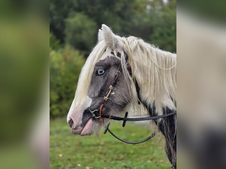 Tinker Caballo castrado 5 años 143 cm Pío in Linkenbach