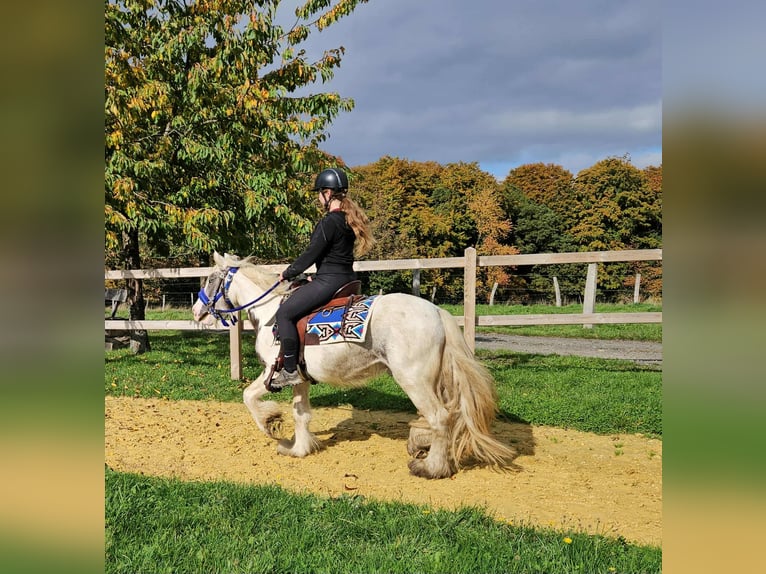 Tinker Caballo castrado 5 años 143 cm Pío in Linkenbach