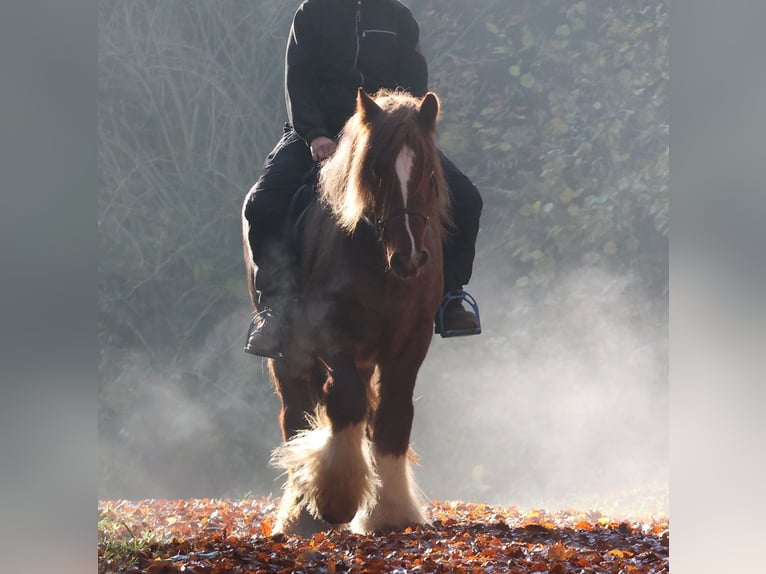 Tinker Caballo castrado 5 años 144 cm Ruano alazán in Besenbüren