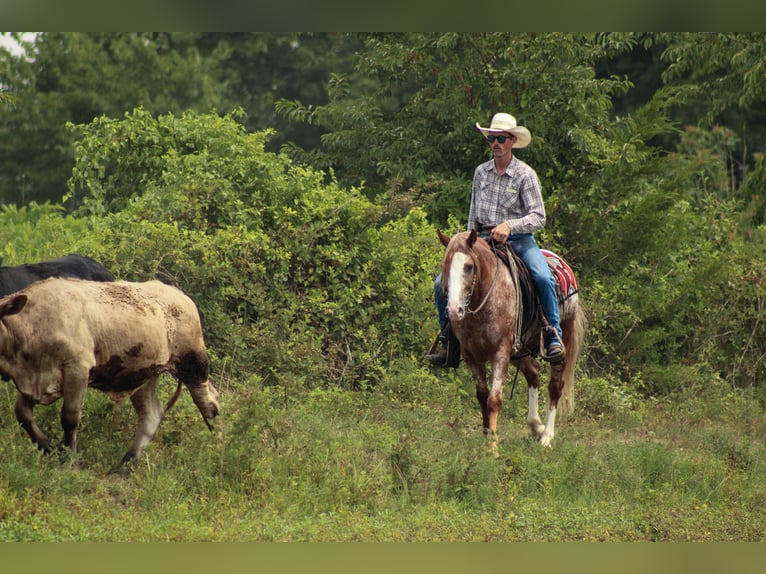 Tinker Mestizo Caballo castrado 5 años 145 cm in Baxter Springs, KS