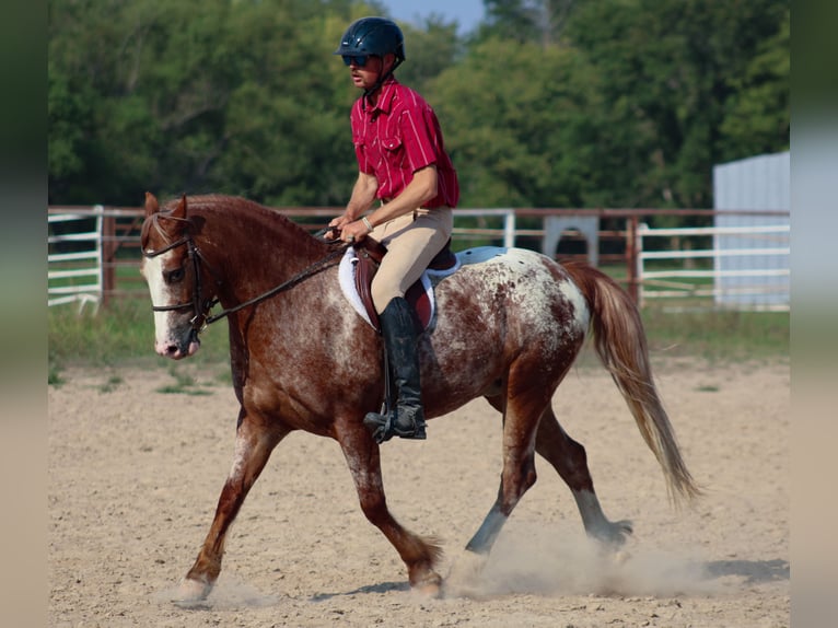 Tinker Mestizo Caballo castrado 5 años 145 cm in Baxter Springs, KS
