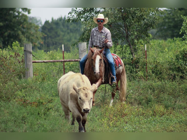 Tinker Mestizo Caballo castrado 5 años 145 cm in Baxter Springs, KS