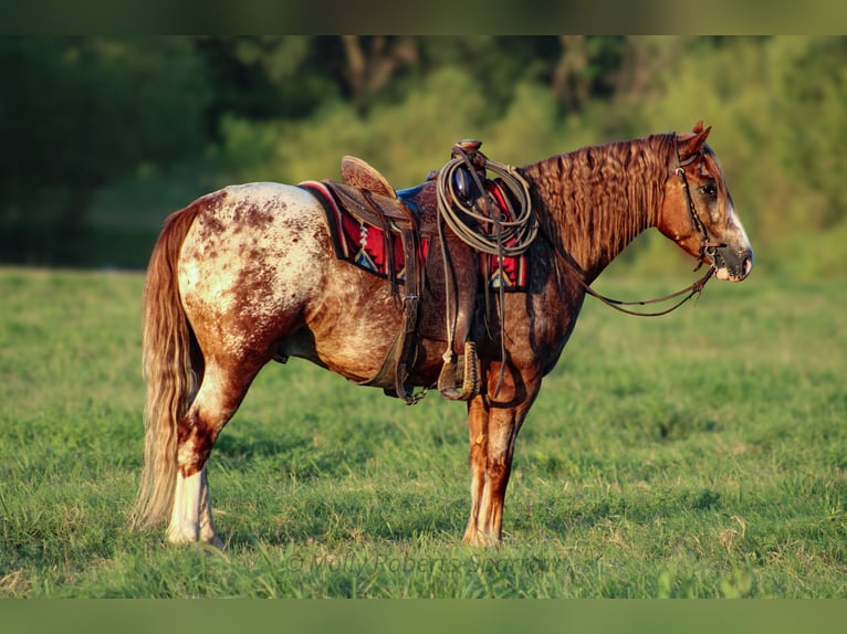 Tinker Mestizo Caballo castrado 5 años 145 cm in Baxter Springs, KS