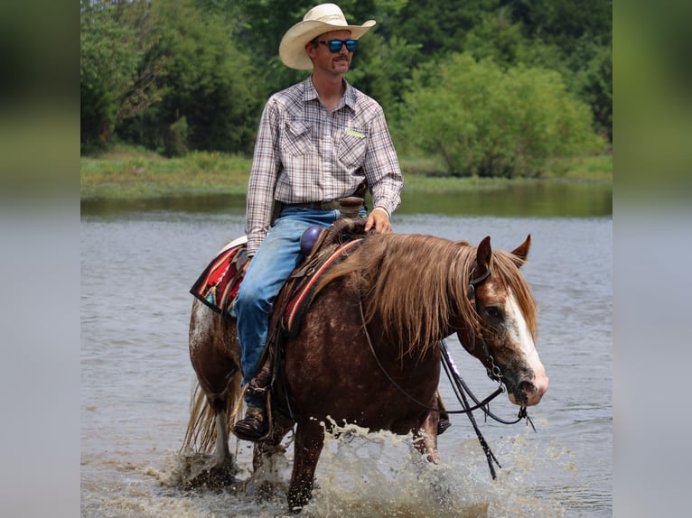 Tinker Mestizo Caballo castrado 5 años 145 cm in Baxter Springs, KS